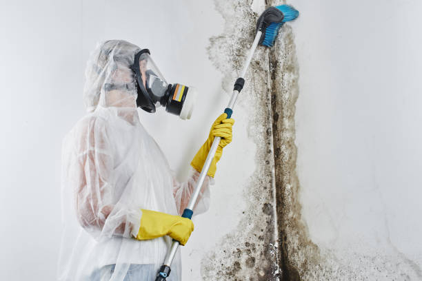 Mold Removal and Inspection in Stanberry, MO