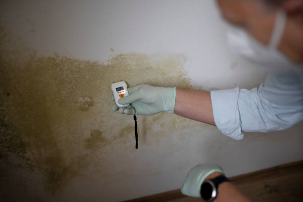 Best Office Mold Removal Services  in Stanberry, MO