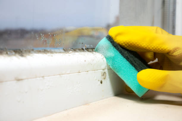 Best Commercial Mold Removal  in Stanberry, MO