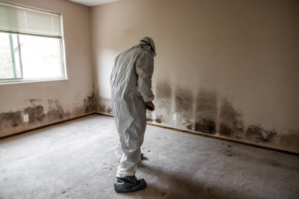 Best Attic Mold Removal  in Stanberry, MO
