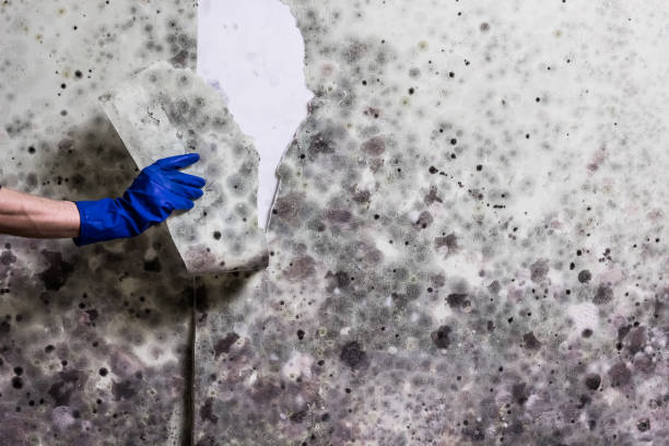 Mold Testing and Removal in Stanberry, MO