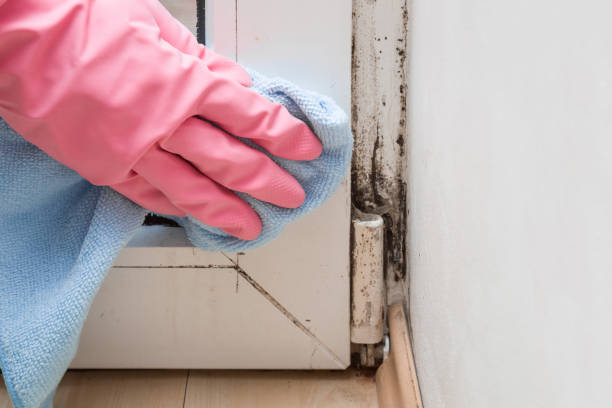 Best Certified Mold Removal  in Stanberry, MO